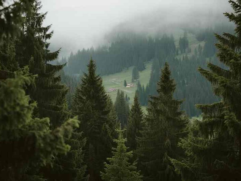 A lush forest with stacked logs labeled FSC-Certified